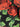Dolce & Gabbana Rose Scarf